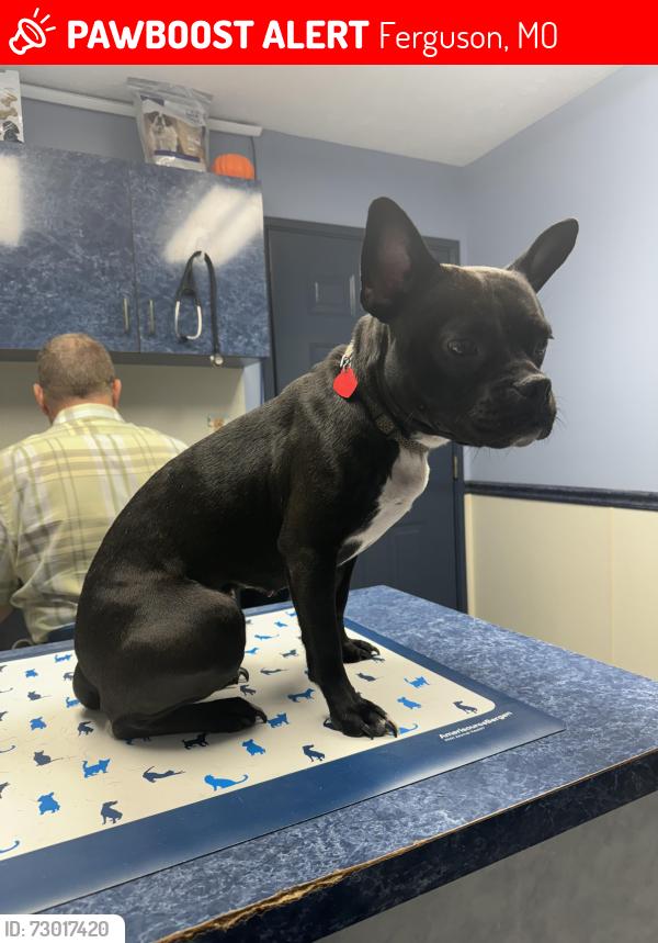 Lost Female Dog last seen West Florissant Ave, Ferguson, MO 63135