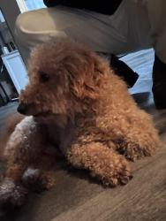 Reunited Male Dog last seen Magic sands south sj, San Jose, CA 95123