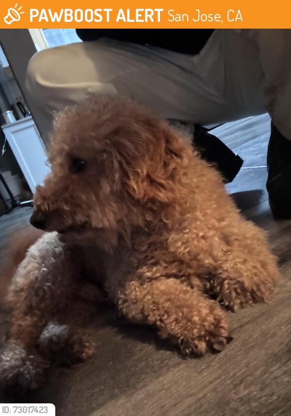 Found/Stray Male Dog last seen Magic sands south sj, San Jose, CA 95123