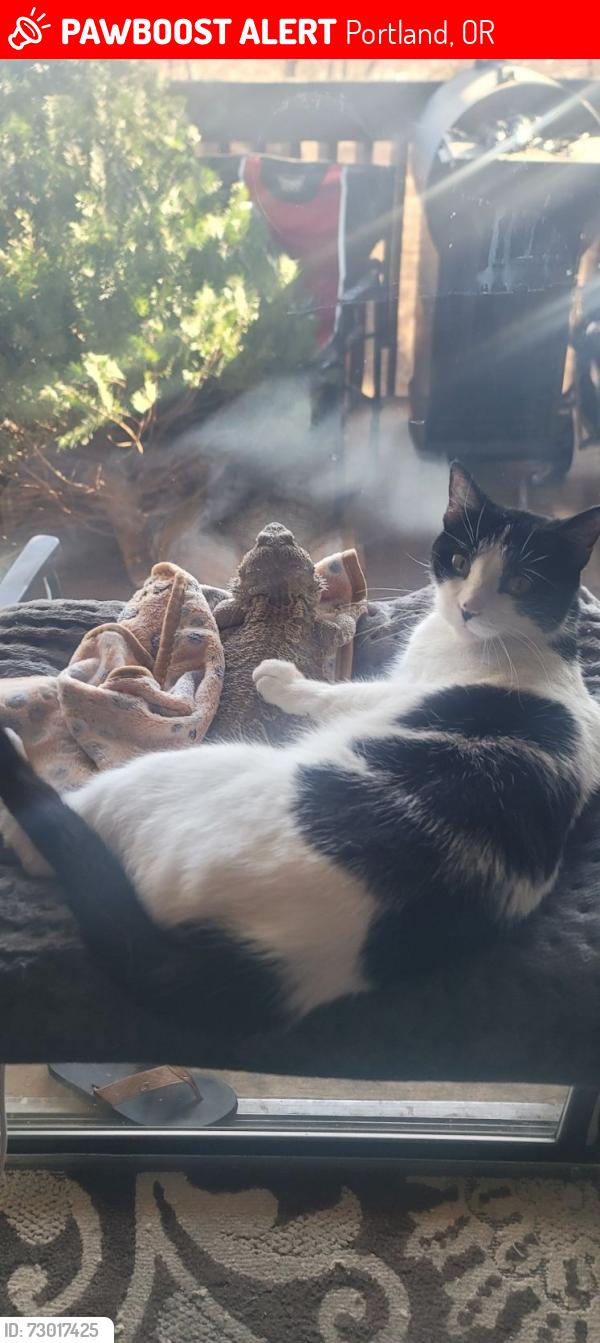 Lost Female Cat last seen Interstate and Going, Portland, OR 97217