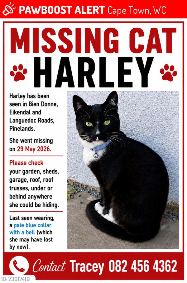 Lost Female Cat last seen Ringwood Drive, Pinelands, Cape Town, WC 7405