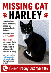 Lost Female Cat last seen Ringwood Drive, Pinelands, Cape Town, WC 7405