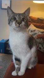 Lost Female Cat last seen Plainview apmts Louisville Ky 40228, Lanesville, IN 47136