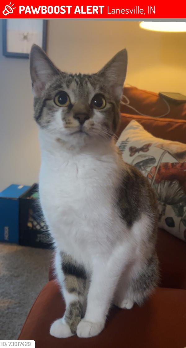 Lost Female Cat last seen Plainview apmts Louisville Ky 40228, Lanesville, IN 47136