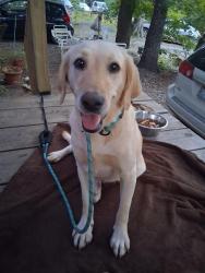 Found/Stray Female Dog last seen Old 64, Randolph County, NC 27292