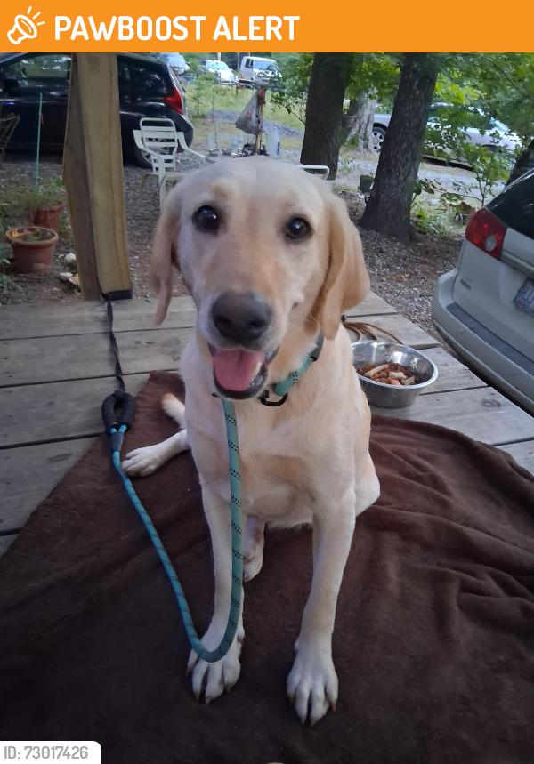Found/Stray Female Dog last seen Old 64, Randolph County, NC 27292