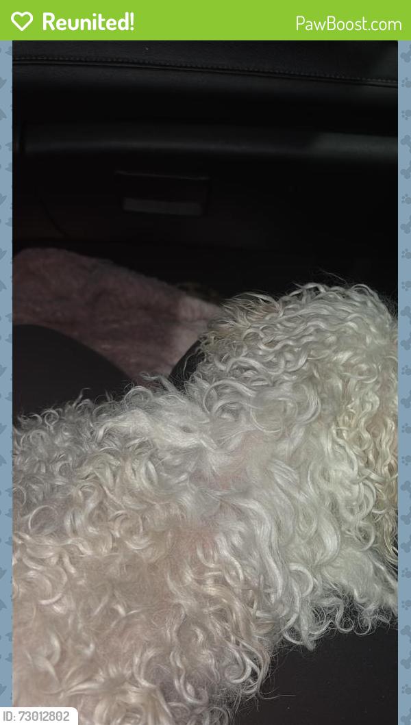Reunited Female Dog last seen Near Van Der Meer St, North Las Vegas, NV 89030