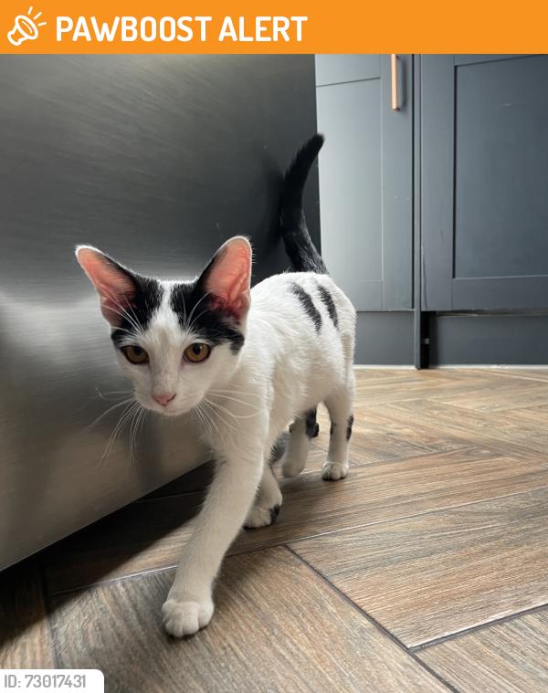 Found/Stray Male Cat last seen Effingham Road, Surbiton, Long Ditton, England KT6