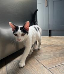 Found/Stray Male Cat last seen Effingham Road, Surbiton, Long Ditton, England KT6