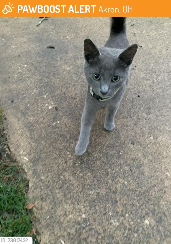 Found/Stray Male Cat last seen Merriman Rd and Memorial Pkwy, King School CLC, Akron, OH 44303