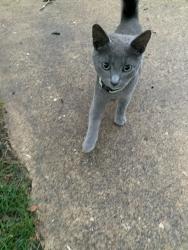 Found/Stray Male Cat last seen Merriman Rd and Memorial Pkwy, King School CLC, Akron, OH 44303