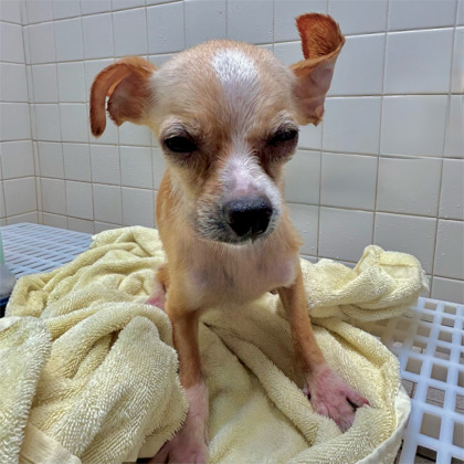 Shelter Stray Male Dog last seen Near 21st Ave, Oakland, CA, 1101 29th Ave, Oakland, CA 94601, USA