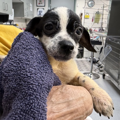Shelter Stray Male Dog last seen Near 21st Ave, Oakland, CA, 1101 29th Ave, Oakland, CA 94601, USA