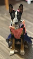 Found/Stray Female Dog last seen Vance jackson, San Antonio, TX 78230