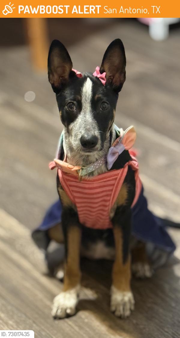 Found/Stray Female Dog last seen Vance jackson, San Antonio, TX 78230