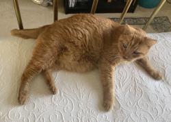 Lost Male Cat last seen Westgreen neighborhood , Katy, TX 77450