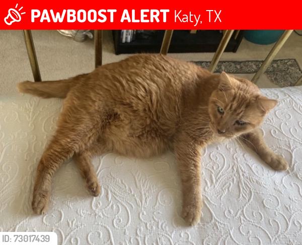 Lost Male Cat last seen Westgreen neighborhood , Katy, TX 77450