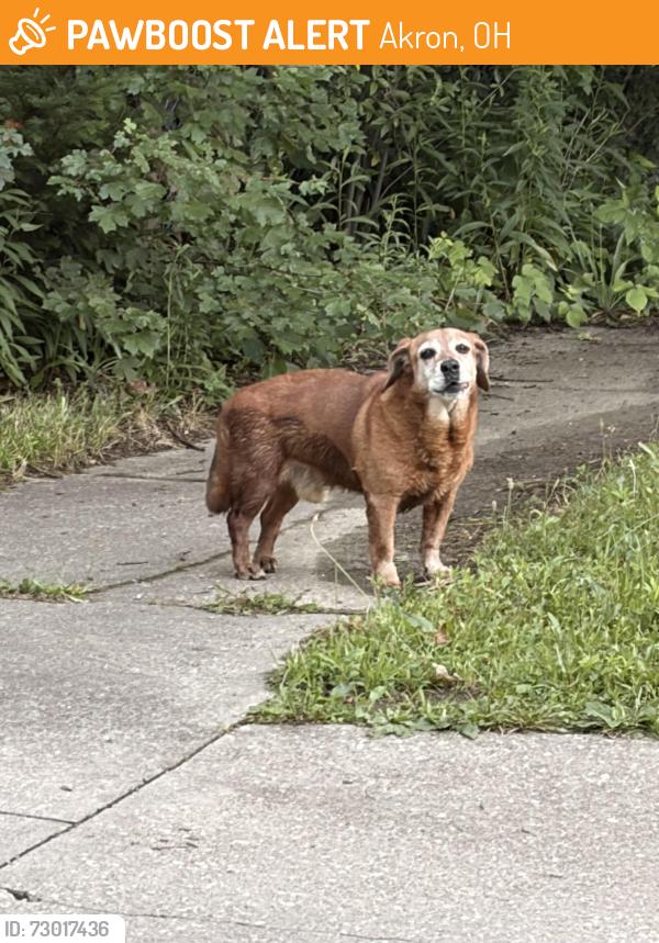 Found/Stray Unknown Dog last seen Hunt street and Virginia ave, Akron, OH 44306