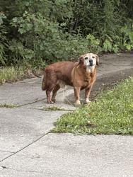 Found/Stray Unknown Dog last seen Hunt street and Virginia ave, Akron, OH 44306