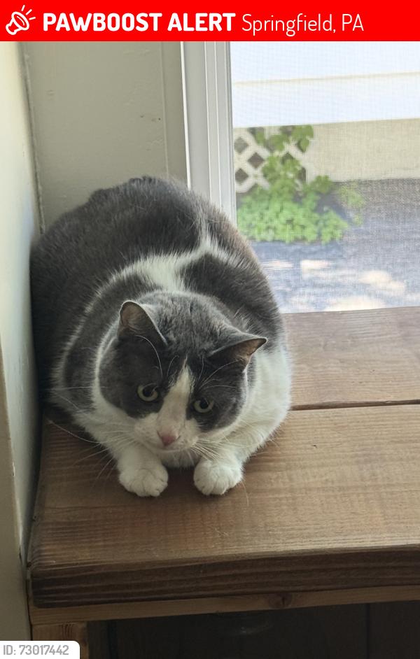 Lost Female Cat last seen Baltimore Pike and Grove Avenue, Springfield, PA 19064