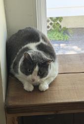 Lost Female Cat last seen Baltimore Pike and Grove Avenue, Springfield, PA 19064