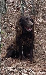 Reunited Unknown Dog last seen Hey 20 and Hawks Farm subdivision , Bartow County, GA 30184