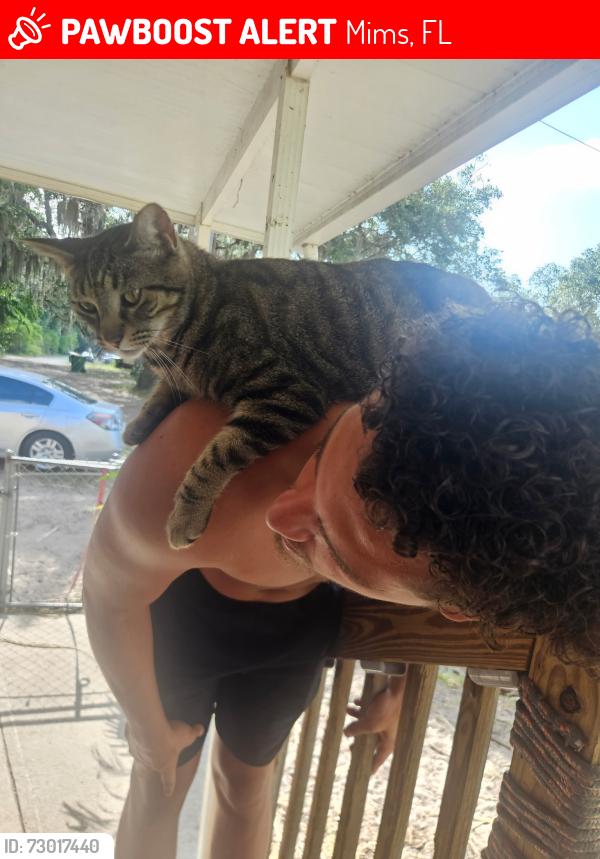 Lost Male Cat last seen US1, Mims, FL 32754