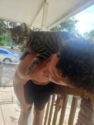 Lost Male Cat last seen US1, Mims, FL 32754