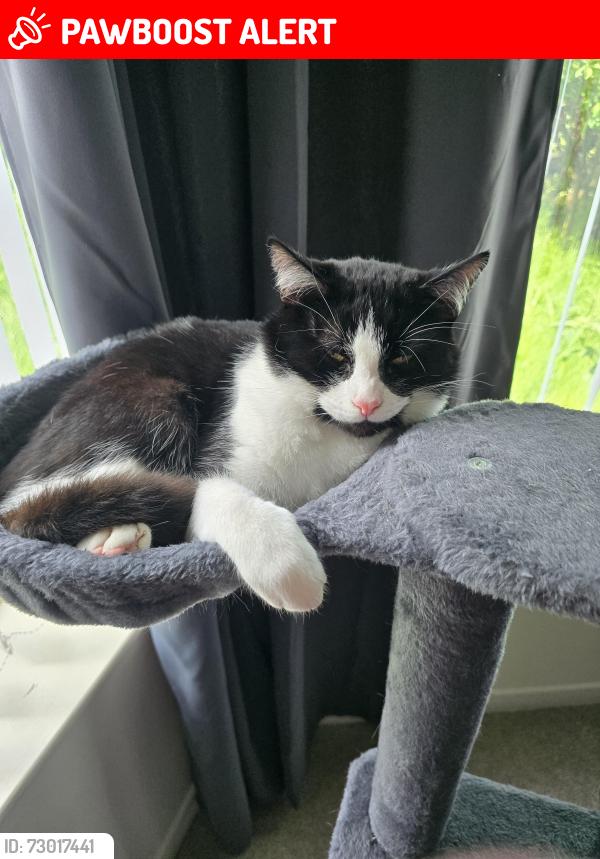 Lost Male Cat last seen Around verne road , Tyne and Wear, England NE29 7DJ