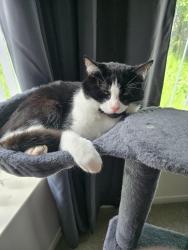 Lost Male Cat last seen Around verne road , Tyne and Wear, England NE29 7DJ