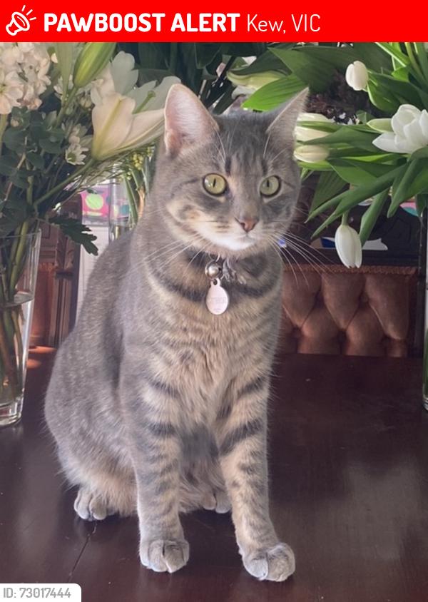 Lost Female Cat last seen Burke road, anniversary trail, normamanby road, Kew, VIC 3101