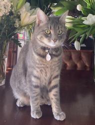 Lost Female Cat last seen Burke road, anniversary trail, normamanby road, Kew, VIC 3101