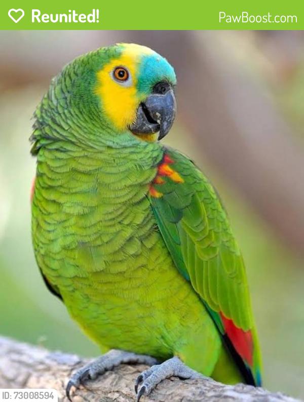Reunited Unknown Bird last seen Rosehill est rockbank , Rockbank, VIC 3335