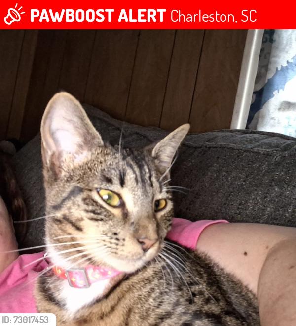 Lost Female Cat last seen Sam Rittenberg , Charleston, SC 29407