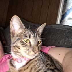 Lost Female Cat last seen Sam Rittenberg , Charleston, SC 29407