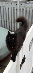 Lost Female Cat last seen Canton court and Seba Avenue , Brooklyn, NY 11229