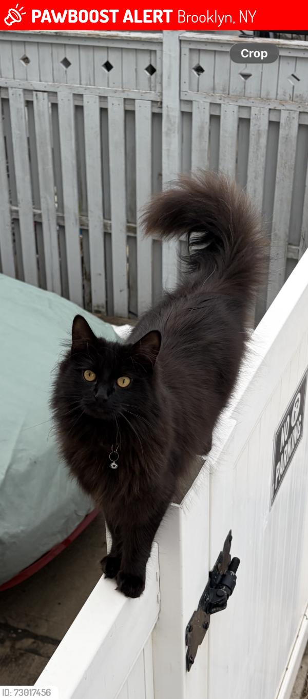 Lost Female Cat last seen Canton court and Seba Avenue , Brooklyn, NY 11229