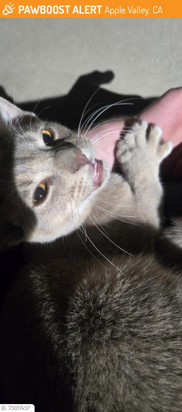 Found/Stray Male Cat last seen Apple valley highschool, Apple Valley, CA 92308