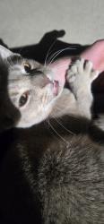 Found/Stray Male Cat last seen Apple valley highschool, Apple Valley, CA 92308