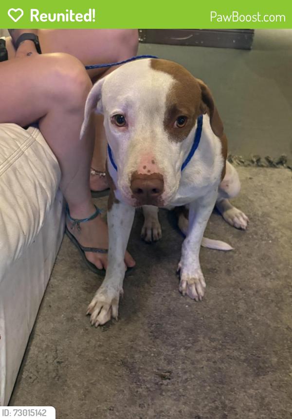 Reunited Female Dog last seen at backrooms kava bar, Deerfield Beach, FL 33441