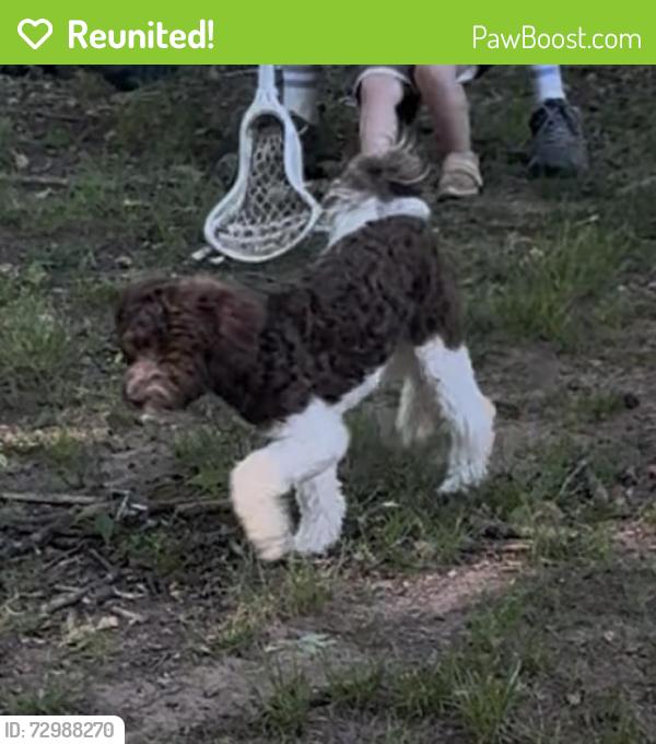 Reunited Male Dog last seen Robinhood RD and Millhaven, Winston-Salem, NC 27106