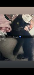 Lost Male Cat last seen Booths hesketh bank, Hesketh Bank, England PR4
