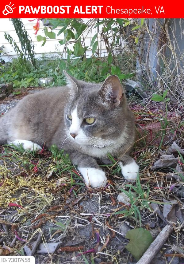 Lost Female Cat last seen Indian river park, Chesapeake, VA 23320
