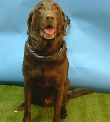 Shelter Stray Male Dog last seen , 216 W Victoria St, Gardena, CA 90248, USA