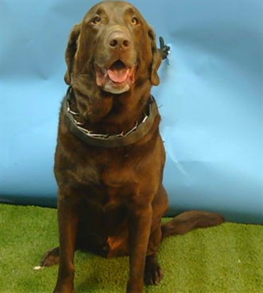 Shelter Stray Male Dog last seen , 216 W Victoria St, Gardena, CA 90248, USA