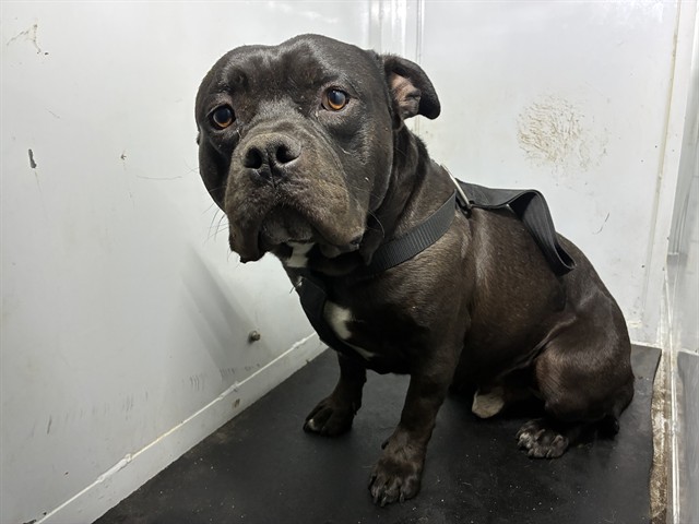 Shelter Stray Male Dog last seen MADISON AVE/GARFIELD AVE, 95608, 3839 Bradshaw Rd, Sacramento, CA 95827, USA