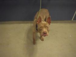 Shelter Stray Male Dog last seen Near BLOCK W 70TH PL, 3599 NW 79th Ave, Doral, FL 33122, USA