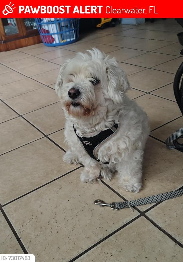 Lost Male Dog last seen Betty Lane and Sunset Point , Clearwater, FL 33755