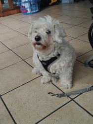 Lost Male Dog last seen Betty Lane and Sunset Point , Clearwater, FL 33755