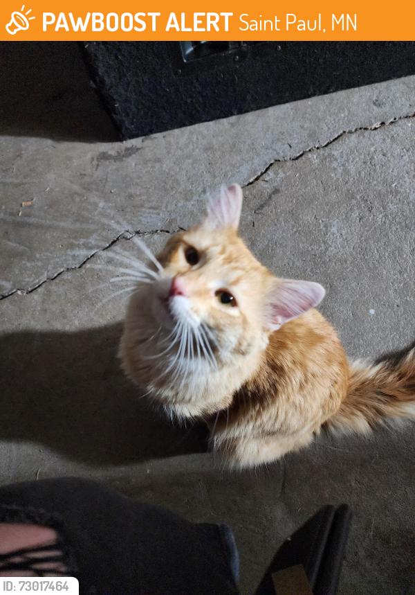 Found/Stray Male Cat last seen Hazel, Saint Paul, MN 55119